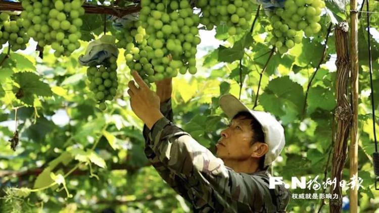 福州羅源：貴族”葡萄引客 村民收穫“甜蜜”