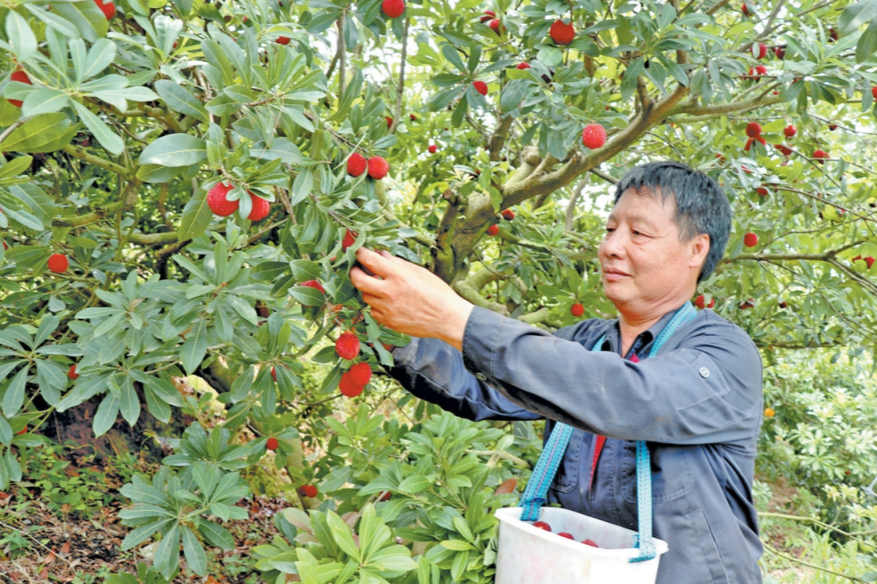 寧德福安：蘇陽楊梅又豐收_fororder_微信截圖_20250619092048_副本