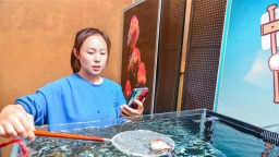 現代物流推動福州金魚業蓬勃發展