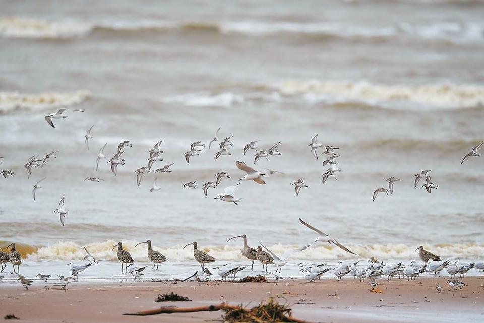 南遷越冬候鳥在閩江河口濕地保護區聚集_fororder_ac1deb20-05dd-483c-8ae9-7257525553e2