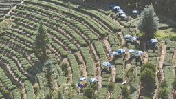 泉州安溪鐵觀音秋茶迎來採摘加工旺季