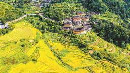漳州南靖：稻浪金輝映土樓