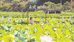 龍岩武平捷文村：荷塘美景迎客來