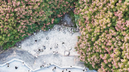 泉州欒樹開花結果 點“靚”了一城秋色