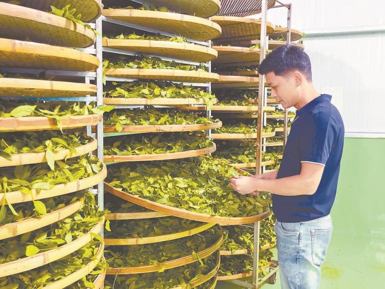 漳州華安：綠葉裏的“新質密碼”