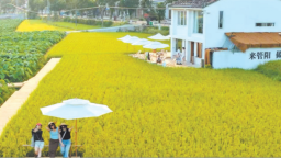 寧德福鼎：“村咖”主理人“歸巢” 調出鄉村“新滋味”