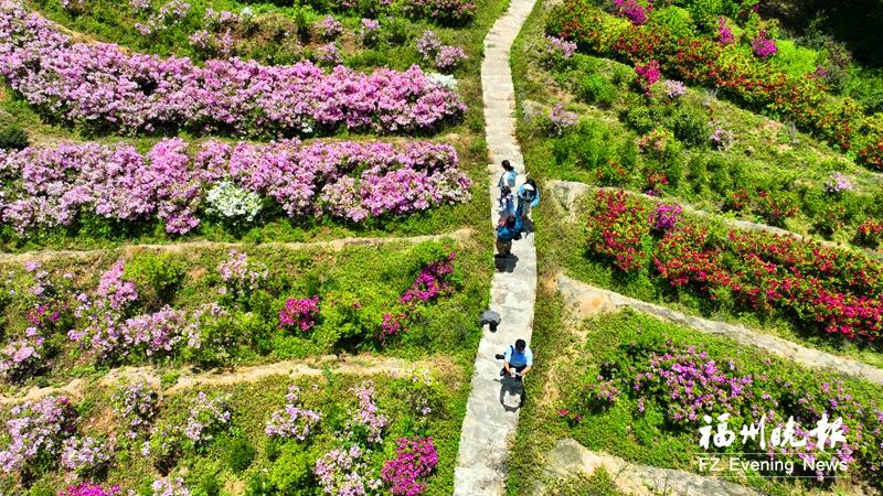 福州林陽寺：杜鵑花開 青山浪漫
