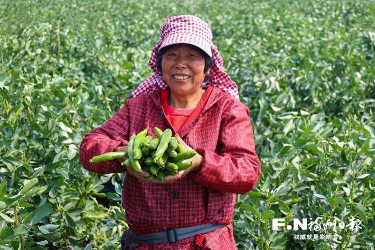 福州連江農業種收兩旺：上億粒鮑魚苗入海 三千畝蠶豆豐收
