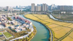 福建晉江：金黃稻浪與蜿蜒碧水交織