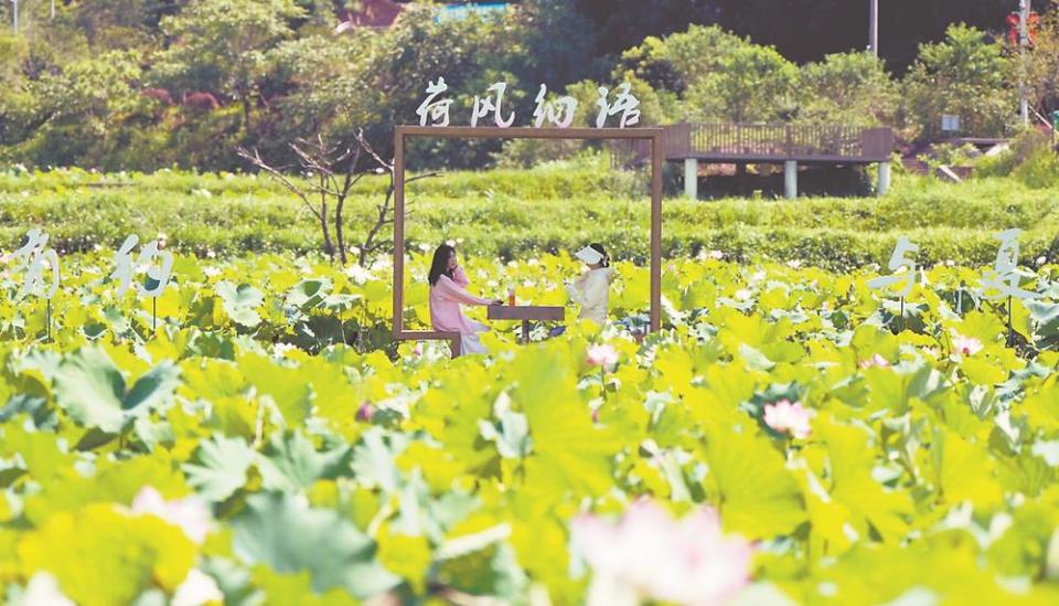 龍岩武平捷文村：荷塘美景迎客來