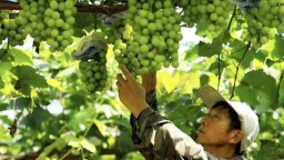福州羅源：貴族”葡萄引客 村民收穫“甜蜜”