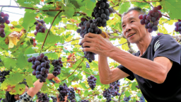 寧德周寧純池：萬畝葡萄迎豐收 “甜蜜經濟”正當時
