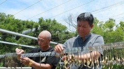 福州連江1200萬隻海馬“遊”入市場