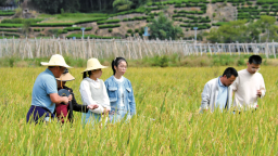 寧德福鼎：田間課堂傳“糧”策