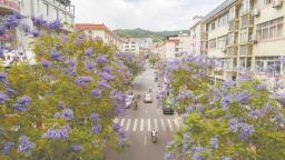 泉州德化：藍花楹次第開放