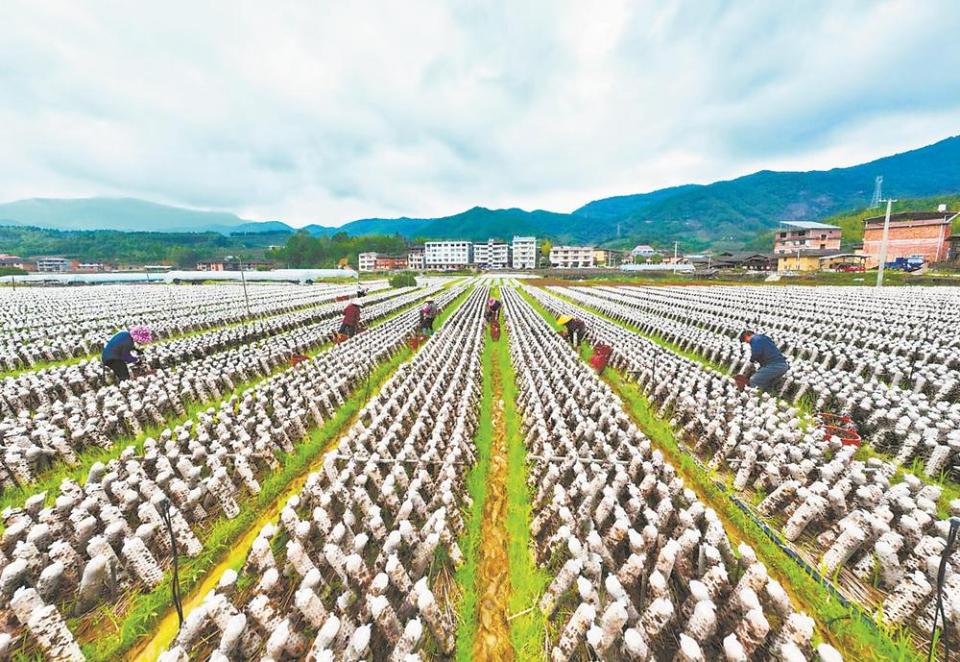 三明尤溪加大創新研發投入 打造全國食用菌産業新高地_fororder_04df7b17-007c-48c4-ab2a-790d5cdd40d0