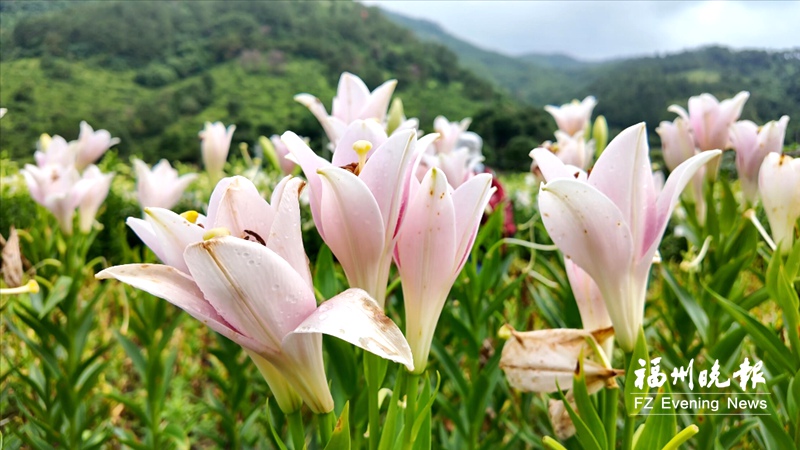 福州閩侯桃田村3萬株百合盛放 芬芳撲鼻