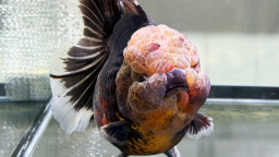 833尾精品金魚亮相福州同臺鬥艷