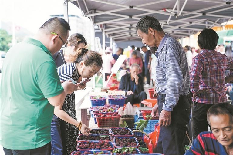泉州南安：古厝煥新顏 楊梅醉遊人