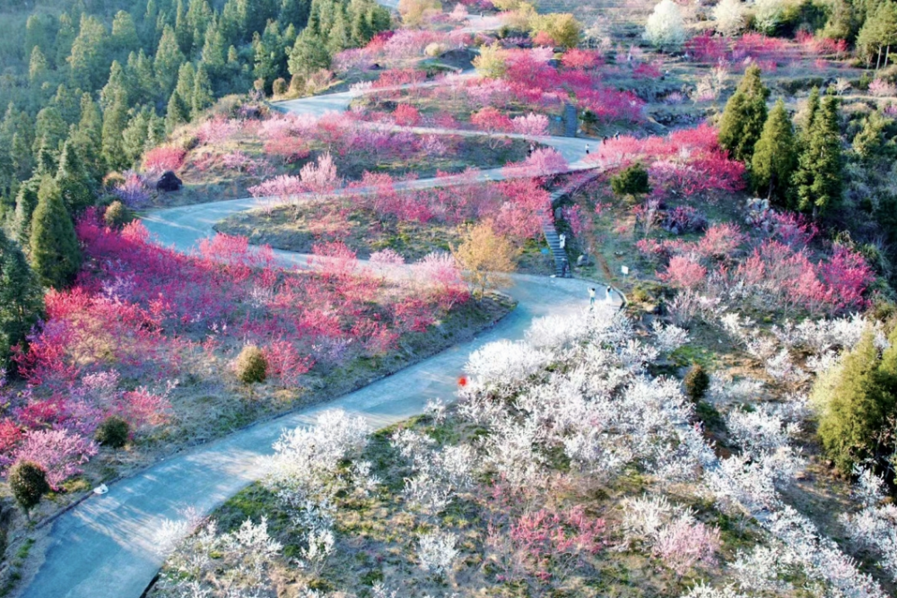 寧德周寧上洋村：桃花競相綻放_fororder_微信截圖_20250415092234