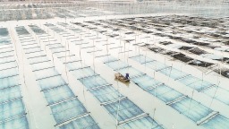 福建省紫菜産銷兩旺