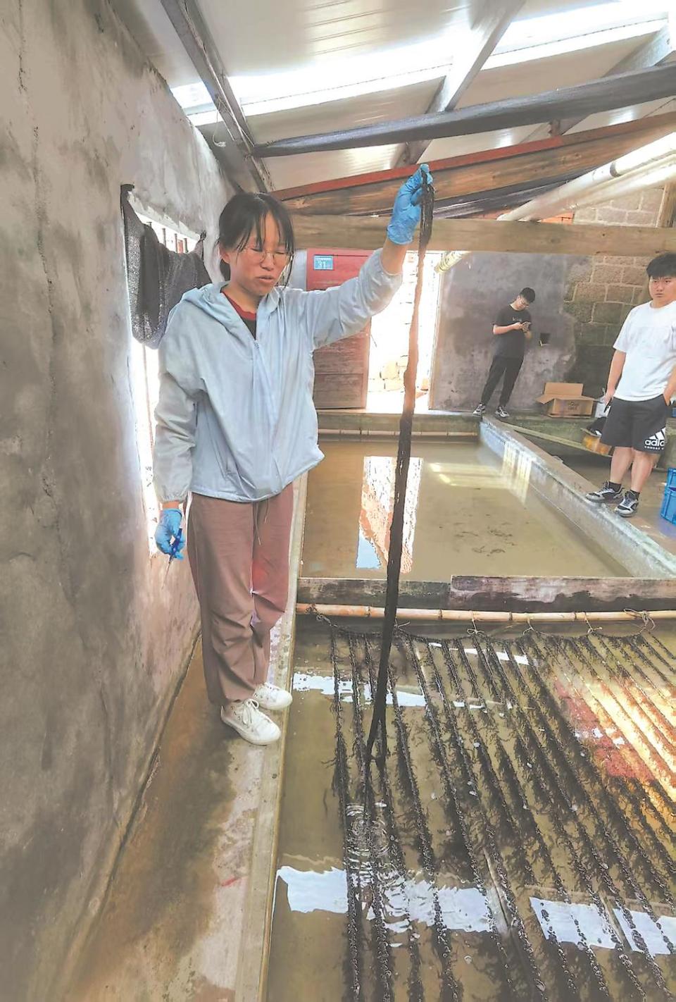 福建：將“藍色牧場”打造成廣闊的“碳庫”