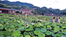 寧德壽寧縣：紅綠交織處 含溪煥新顏