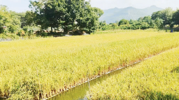 漳州龍海漂浮水稻迎來首收