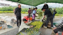 福州永泰：沉睡資産活起來 村民腰包鼓起來