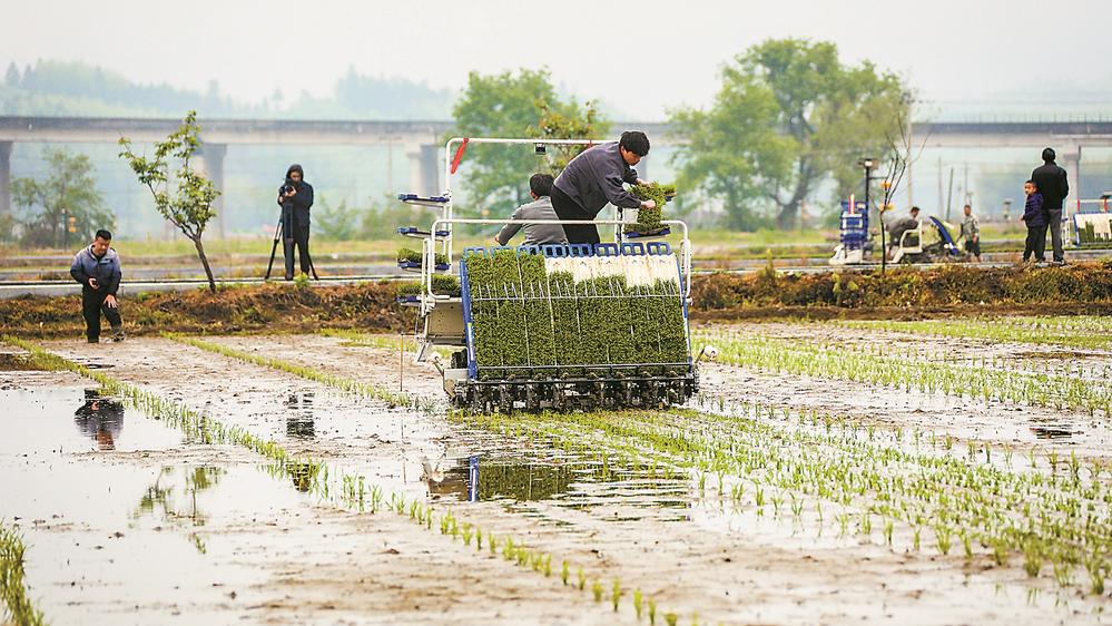 福建：雜交水稻制種上演“機器總動員”
