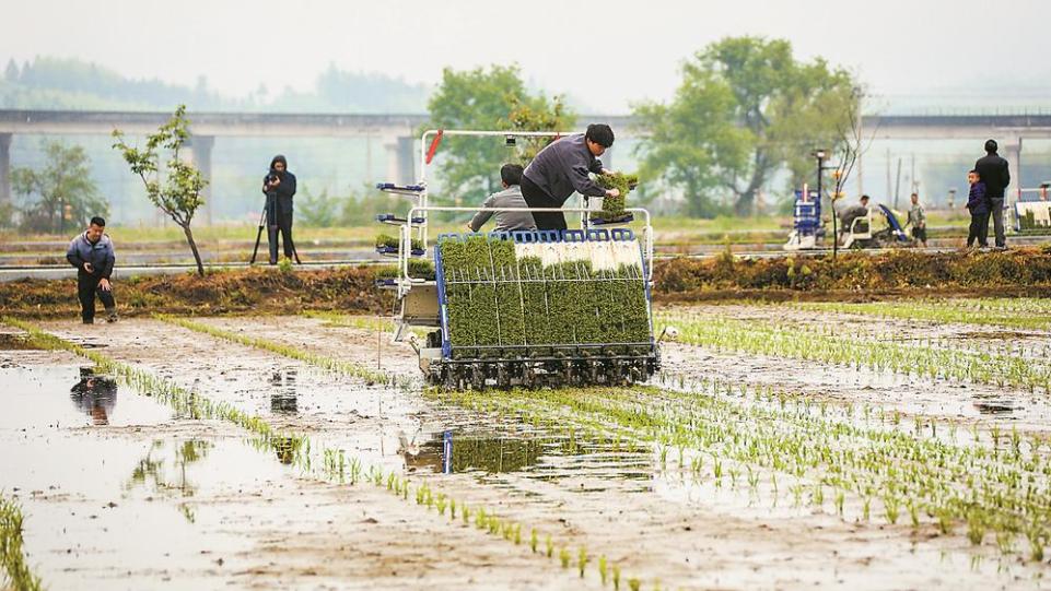 福建：雜交水稻制種上演“機器總動員”