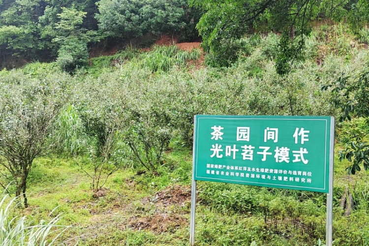 福建‌武夷山興田生態茶産業“以質突圍”的科技密碼_fororder_圖片3
