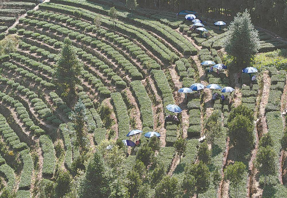 泉州安溪鐵觀音秋茶迎來採摘加工旺季