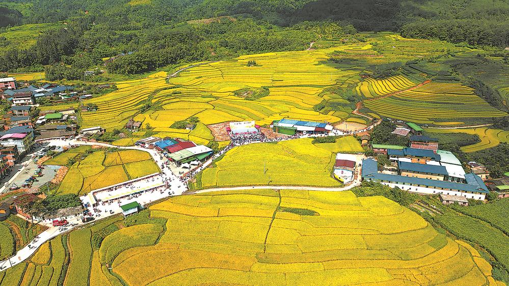 龍岩永定區坎市鎮文秀千畝稻田一片豐收景象