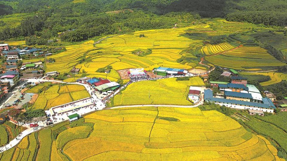 龍岩永定區坎市鎮文秀千畝稻田一片豐收景象