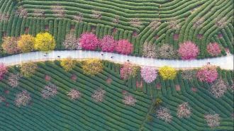 龍岩永福鎮：貼心服務成就茶櫻共生