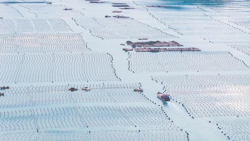 寧德霞浦鮑魚喜迎豐收