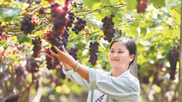 寧德福安賽江沿岸萬畝葡萄喜獲豐收