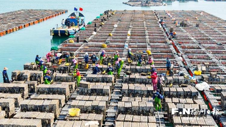 福州連江農業種收兩旺：上億粒鮑魚苗入海 三千畝蠶豆豐收