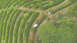 南平立足“三茶”統籌發展 帶動村民增收