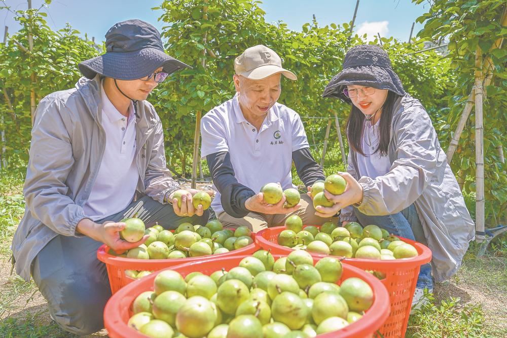 平潭：嵐臺合作結出“黃金果”