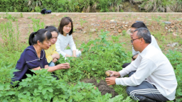 寧德周寧：田間“護薯戰” 助力馬鈴薯穩産增收