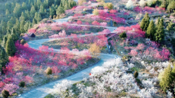 寧德周寧上洋村：桃花競相綻放