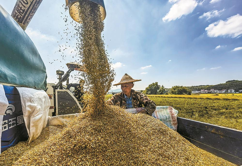 福建：雜交水稻制種上演“機器總動員”