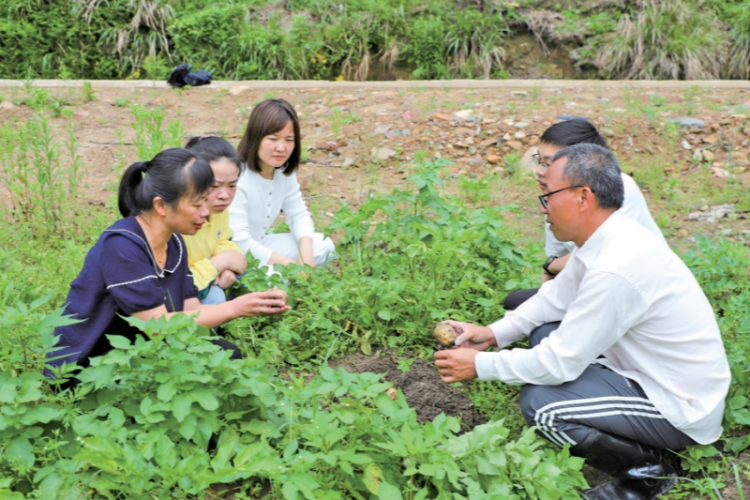 寧德周寧：田間“護薯戰” 助力馬鈴薯穩産增收_fororder_微信截圖_20250527092841_副本