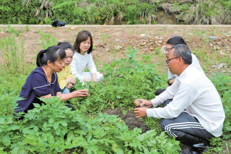 寧德周寧：田間“護薯戰” 助力馬鈴薯穩産增收_fororder_微信截圖_20250527092841_副本
