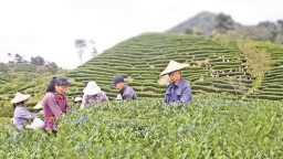 龍岩連城縣：臺商生態茶園迎來采收期