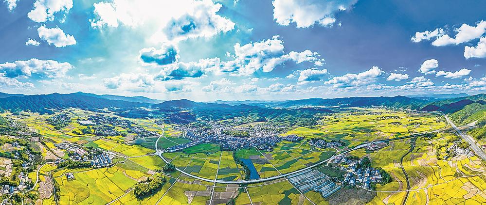 三明寧化：連片稻田進入收割旺季