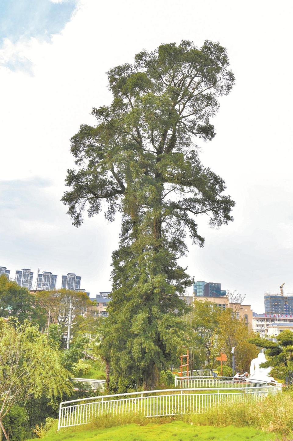 泉州德化羅漢松王休閒公園建成