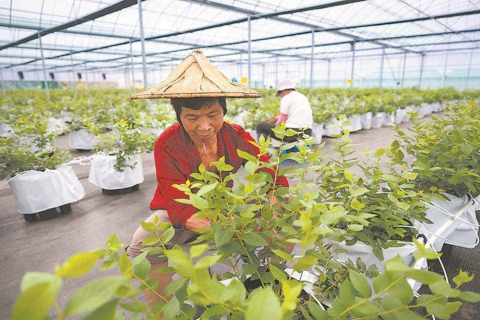 漳州長泰：科技賦能 低效用地變身高品質藍莓基地